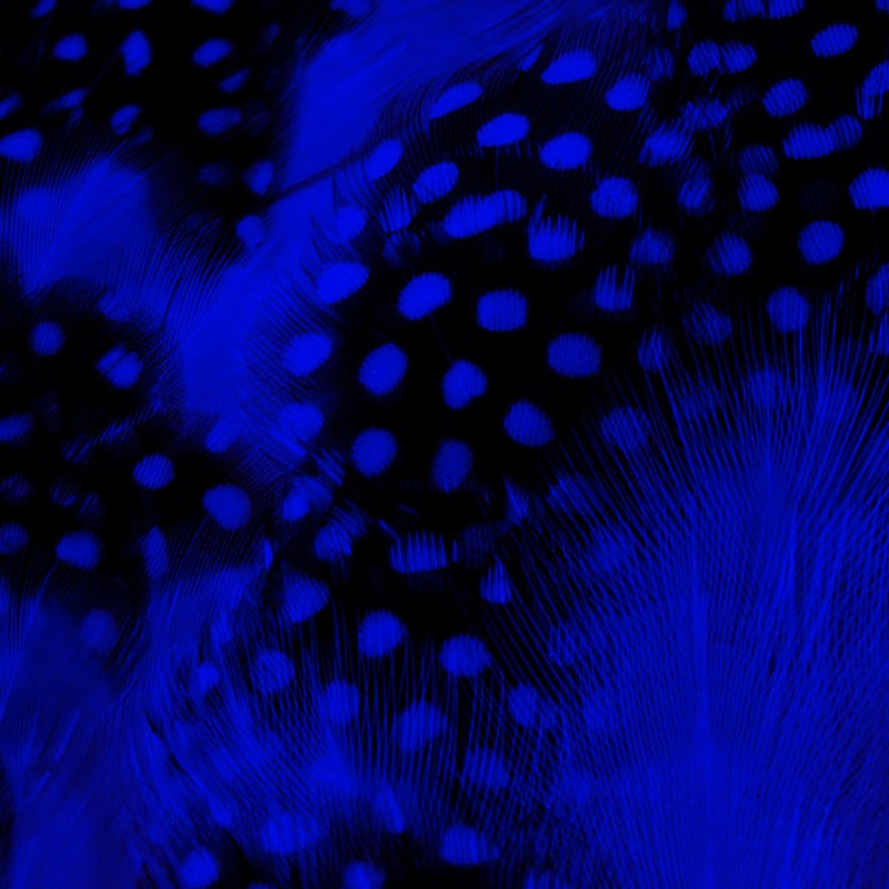 GUINEAFOWL STRUNG BLUE