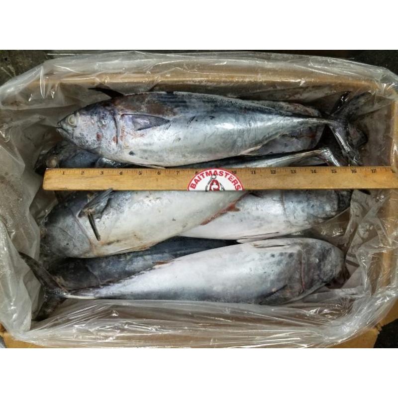 Frozen Bonita 3 – 5LB (In Store Pick Up Only NO SHIPPING)