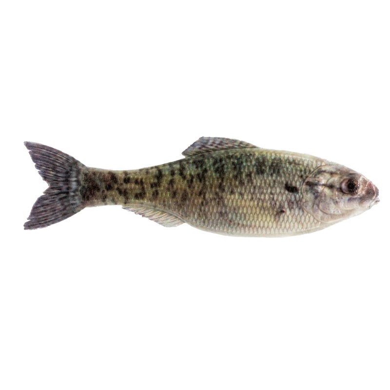 6th Sense Panorama 9.0 Live Crappie