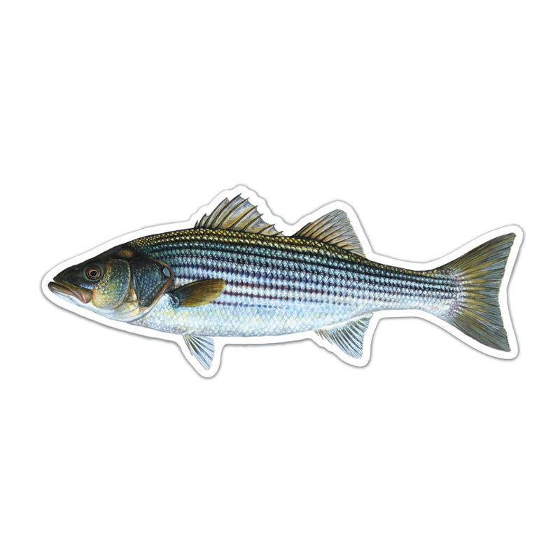 Striped Bass Sticker