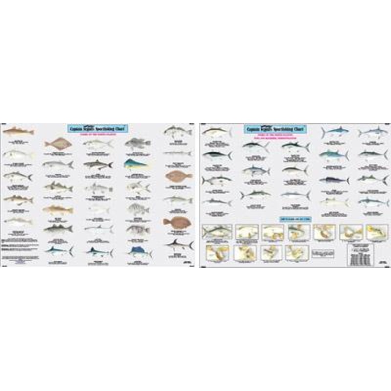 Capt Segull’s Fishes Of The North Atlantic Chart