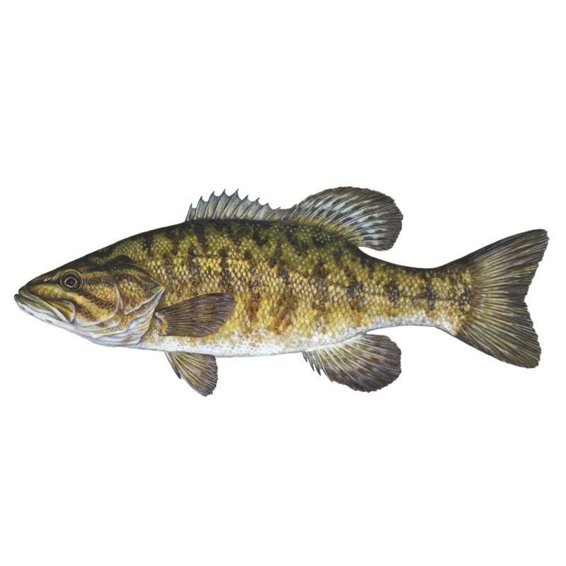 Smallmouth Bass Print 8×10