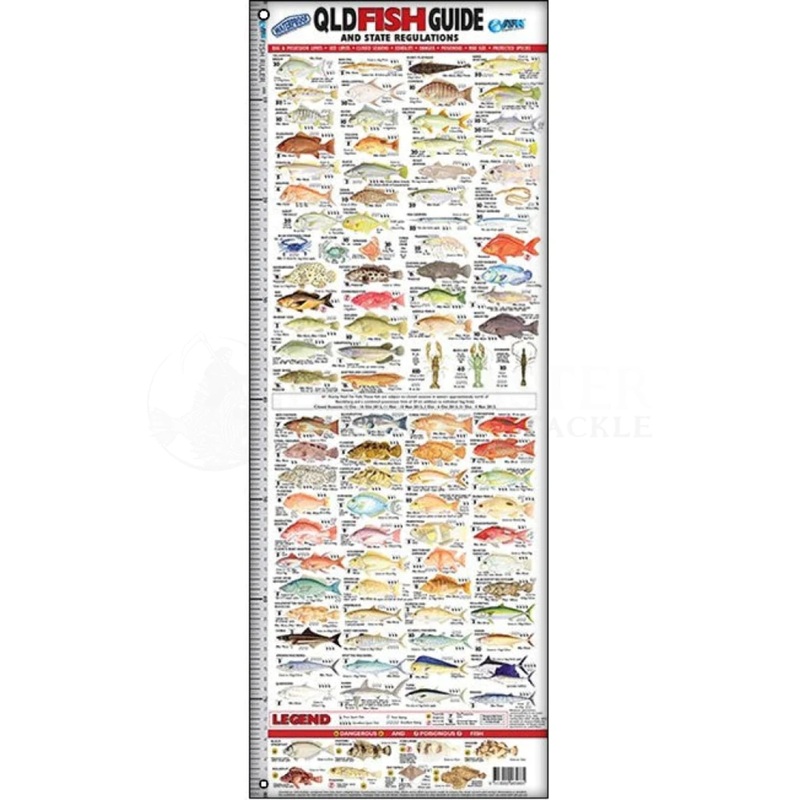 AFN Qld Fish ID Brag Matt Guide Ruler 80cm